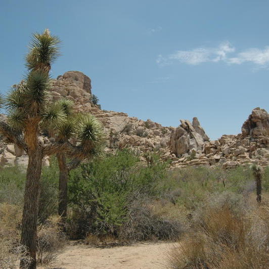 Joshua Tree