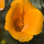 CA Poppy Reserve